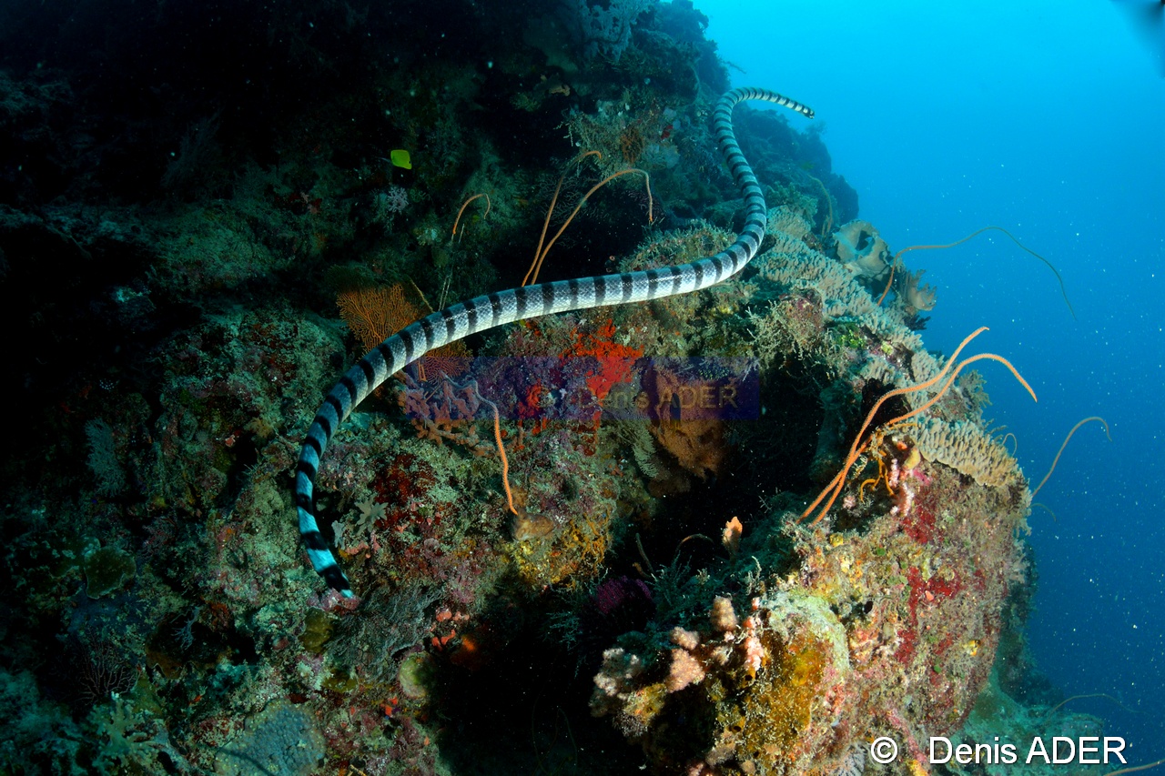 Laticauda colubrina-Kaledupa Island Kalesupa1-29m-20180530-Denis-ADER-DSC_2234_tn.jpg
